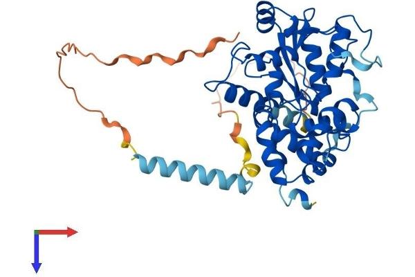CHST14 Protein (AA 1-376) (His tag)