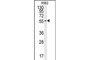 OX Antibody (Center) (ABIN652045 and ABIN2840519) western blot analysis in K562 cell line lysates (35 μg/lane). (PAOX Antikörper  (AA 467-496))
