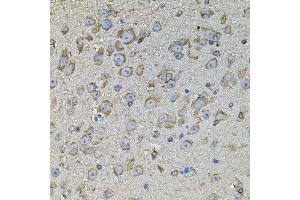 Immunohistochemistry of paraffin-embedded mouse brain using CPOX antibody. (CPOX Antikörper  (AA 111-454))