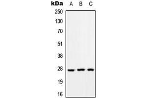 Western blot analysis of RAB33A expression in HEK293T (A), Raw264.