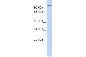 Western Blotting (WB) image for anti-Thioredoxin Domain Containing 16 (TXNDC16) antibody (ABIN2459303) (TXNDC16 Antikörper)