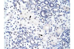 ZBTB38 antibody was used for immunohistochemistry at a concentration of 4-8 ug/ml to stain Epithelial cells of renal tubule (arrows) in Human Kidney. (ZBTB38 Antikörper  (N-Term))