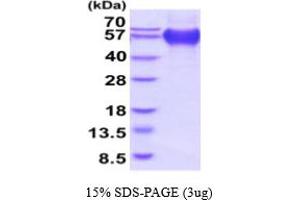 SDS-PAGE (SDS) image for CD68 Molecule (CD68) (AA 22-319) protein (His tag) (ABIN5854759)