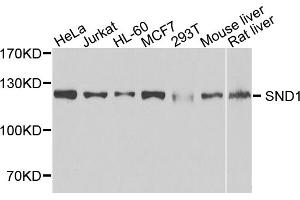 Western blot analysis of extracts of various cell lines, using SND1 antibody (ABIN5973481) at 1/1000 dilution. (SND1 Antikörper)
