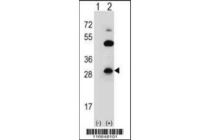 Western blot analysis of CLDN2 using rabbit polyclonal CLDN2 Antibody (Y224) using 293 cell lysates (2 ug/lane) either nontransfected (Lane 1) or transiently transfected (Lane 2) with the CLDN2 gene. (Claudin 2 Antikörper  (C-Term))