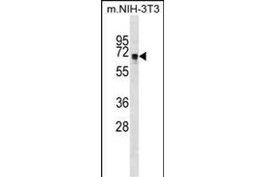 NDOR1 Antibody (Center) (ABIN1538074 and ABIN2849016) western blot analysis in mouse NIH-3T3 cell line lysates (35 μg/lane). (NDOR1 Antikörper  (AA 207-234))