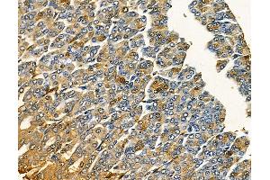 ABIN7094924 and ABIN7098980 at 1/100 staining rat stomach tissue by IHC-P.
