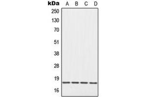 Western blot analysis of EIF5A expression in Raji (A), HepG2 (B), Raw264. (EIF5A Antikörper  (Center))