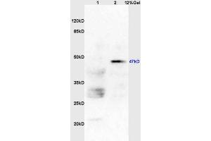 SDS-PAGE (SDS) image for anti-Histone Deacetylase 3 (HDAC3) antibody (ABIN734903)