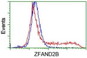 HEK293T cells transfected with either RC203822 overexpress plasmid (Red) or empty vector control plasmid (Blue) were immunostained by anti-ZFAND2B antibody (ABIN2454295), and then analyzed by flow cytometry. (ZFAND2B Antikörper)