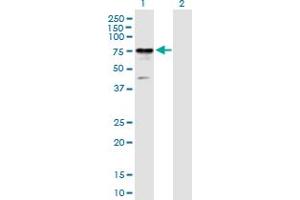 Western Blot analysis of RIOK2 expression in transfected 293T cell line by RIOK2 MaxPab polyclonal antibody. (RIOK2 Antikörper  (AA 1-552))