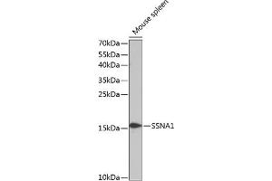 Western blot analysis of extracts of mouse spleen, using SSN antibody (3377) at 1:1000 dilution. (SSNA1 Antikörper  (AA 1-119))