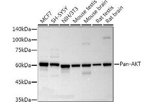Western blot analysis of extracts of various cell lines, using Pan-AKT Rabbit mAb antibody (ABIN7265519) at 1:10000 dilution. (AKT 1/2/3 Antikörper)
