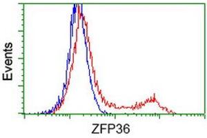 HEK293T cells transfected with either RC202049 overexpress plasmid (Red) or empty vector control plasmid (Blue) were immunostained by anti-ZFP36 antibody (ABIN2454204), and then analyzed by flow cytometry. (ZFP36 Antikörper)