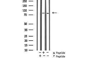 Western blot analysis of HeLa lysates using Phospho-GR(Ser203) Antibody.