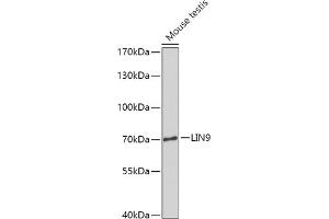 Western blot analysis of extracts of Mouse testis, using LIN9 antibody (ABIN7268270) at 1:1000 dilution. (LIN9 Antikörper  (AA 350-470))