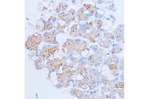 Immunohistochemistry of paraffin-embedded rat pancreas using NME6 antibody (ABIN7268942) at dilution of 1:100 (40x lens). (NME6 Antikörper  (AA 9-194))