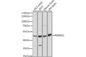 Western blot analysis of extracts of various cell lines, using PSMD11 antibody (ABIN7269587) at 1:2000 dilution. (PSMD11 Antikörper  (AA 253-422))