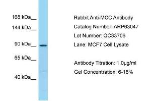 Western Blotting (WB) image for anti-Mutated in Colorectal Cancers (MCC) (C-Term) antibody (ABIN2789347) (MCC Antikörper  (C-Term))