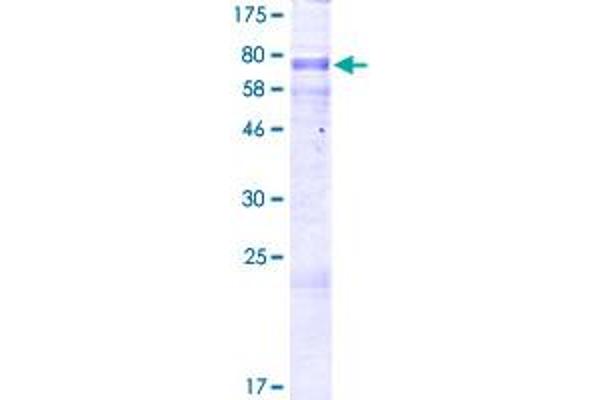 CSNK1G3 Protein (AA 1-423) (GST tag)