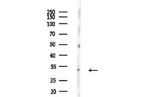 Western blot analysis of lysates from Mouse brain, using TNFRSF14 Antibody at 1/1000 dilution.
