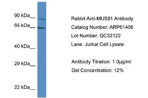 Western Blotting (WB) image for anti-MUS81 Endonuclease Homolog (MUS81) (Middle Region) antibody (ABIN786418) (MUS81 Antikörper  (Middle Region))