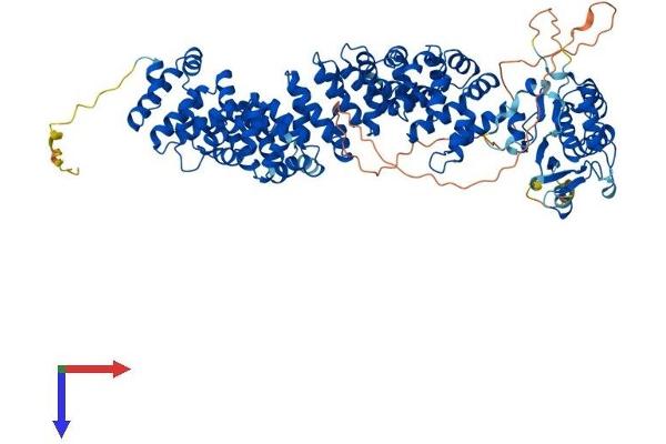 ARMC3 Protein (AA 1-872) (His tag)