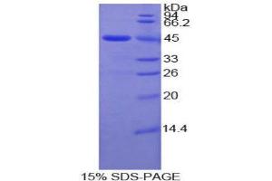 SDS-PAGE (SDS) image for Matrix Metallopeptidase 10 (Stromelysin 2) (MMP10) (AA 99-476) protein (His tag) (ABIN1080259)