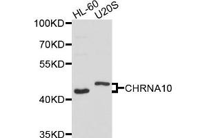 Western blot analysis of extracts of HL60 and U20S cells, using CHRNA10 antibody. (CHRNA10 Antikörper)