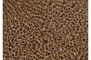 ABIN6272886 at 1/100 staining Rat liver tissue by IHC-P.