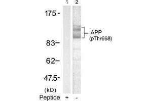 Western Blotting (WB) image for anti-Amyloid beta (A4) Precursor Protein (APP) (pThr668) antibody (ABIN7138873)