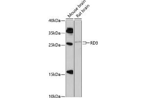 Western blot analysis of extracts of various cell lines, using RD3 antibody (ABIN6133326, ABIN6146834, ABIN6146835 and ABIN6217059) at 1:1000 dilution. (RD3 Antikörper  (AA 1-195))