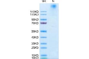 PE-Labeled Human HLA-G Tetramer on Tris-Bis PAGE under reduced condition. (HLAG Protein (Tetramer) (PE,HLA-G))