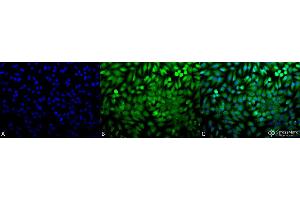 Immunocytochemistry/Immunofluorescence analysis using Rabbit Anti-p38 Polyclonal Antibody . (MAPK14 Antikörper  (Biotin))
