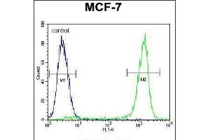 Flow cytometric analysis of MCF-7 cells (right histogram) compared to a negative control cell (left histogram). (ZNF829 Antikörper  (AA 127-155))