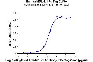 Immobilized Human MDL-1, hFc Tag at 2 μg/mL (100 μL/well) on the plate. (CLEC5A Protein (AA 26-188) (Fc Tag))