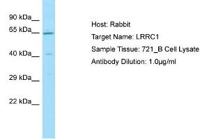 Host: Rabbit Target Name: LRRC1 Sample Type: 721_B Whole Cell lysates Antibody Dilution: 1. (LRRC1 Antikörper  (C-Term))