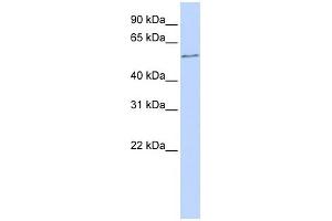 WB Suggested Anti-ONECUT2 Antibody Titration:  0. (ONECUT2 Antikörper  (N-Term))