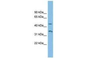 Image no. 1 for anti-RHBG (AA 35-84) antibody (ABIN6744869) (RHBG Antikörper  (AA 35-84))