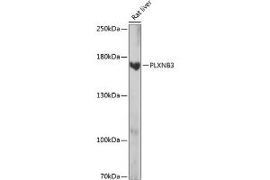 Western blot analysis of extracts of rat liver, using PLXNB3 antibody (ABIN7269424) at 1:1000 dilution. (Plexin B3 Antikörper  (AA 1050-1250))