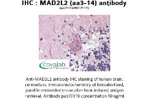 Image no. 1 for anti-MAD2 Mitotic Arrest Deficient-Like 2 (MAD2L2) (AA 3-14) antibody (ABIN1736665) (MAD2L2 Antikörper  (AA 3-14))