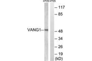 Western Blotting (WB) image for anti-Vang-Like 1 (Vangl1) (AA 301-350) antibody (ABIN2890688) (Vangl1 Antikörper  (AA 301-350))