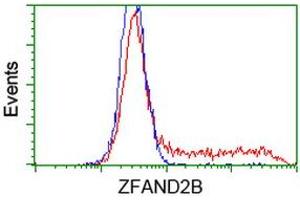 HEK293T cells transfected with either RC203822 overexpress plasmid (Red) or empty vector control plasmid (Blue) were immunostained by anti-ZFAND2B antibody (ABIN2454250), and then analyzed by flow cytometry. (ZFAND2B Antikörper)