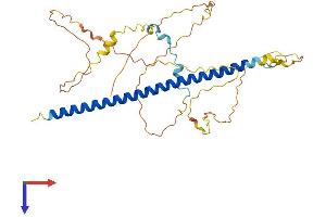 ATF4 Protein (AA 1-349) (His tag)
