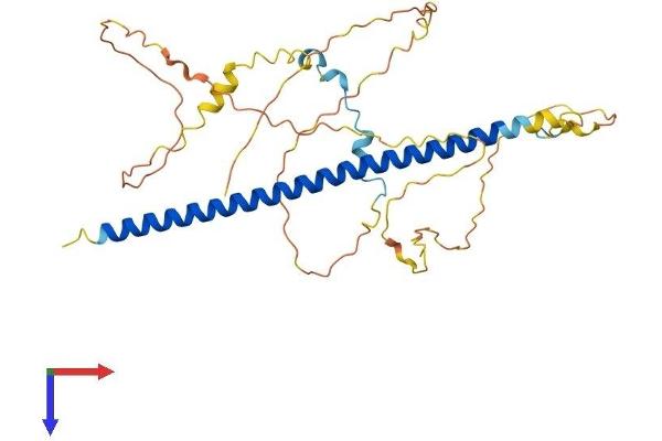 ATF4 Protein (AA 1-349) (His tag)