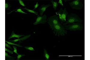Immunofluorescence of purified MaxPab antibody to APOBEC2 on HeLa cell. (APOBEC2 Antikörper  (AA 1-224))