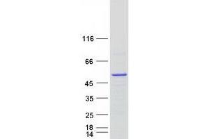 Western Blotting (WB) image for Heterogeneous Nuclear Ribonucleoprotein H2 (H') (HNRNPH2) (Transcript Variant 1) protein (Myc-DYKDDDDK Tag) (ABIN2722940)