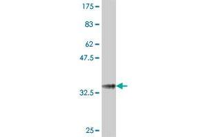 Western Blot detection against Immunogen (37. (NPR2 Antikörper  (AA 131-230))