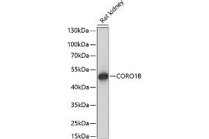 Western blot analysis of extracts of rat kidney, using CORO1B antibody (ABIN7266507) at 1:1000 dilution. (CORO1B Antikörper  (AA 380-489))