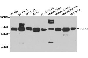 Western blot analysis of extracts of various cell lines, using TCF12 antibody (ABIN5972284) at 1/1000 dilution. (TCF12 Antikörper)
